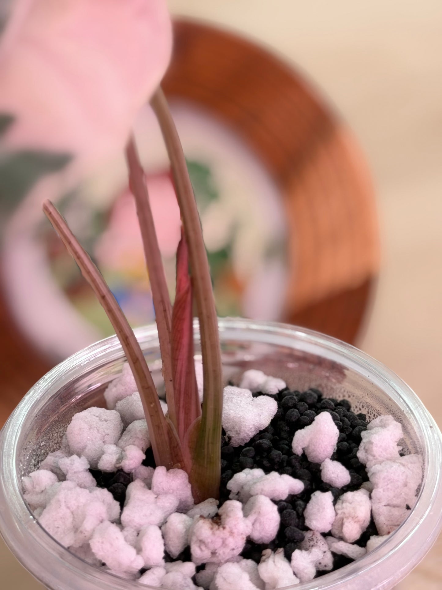 Alocasia Chantrieri Pink