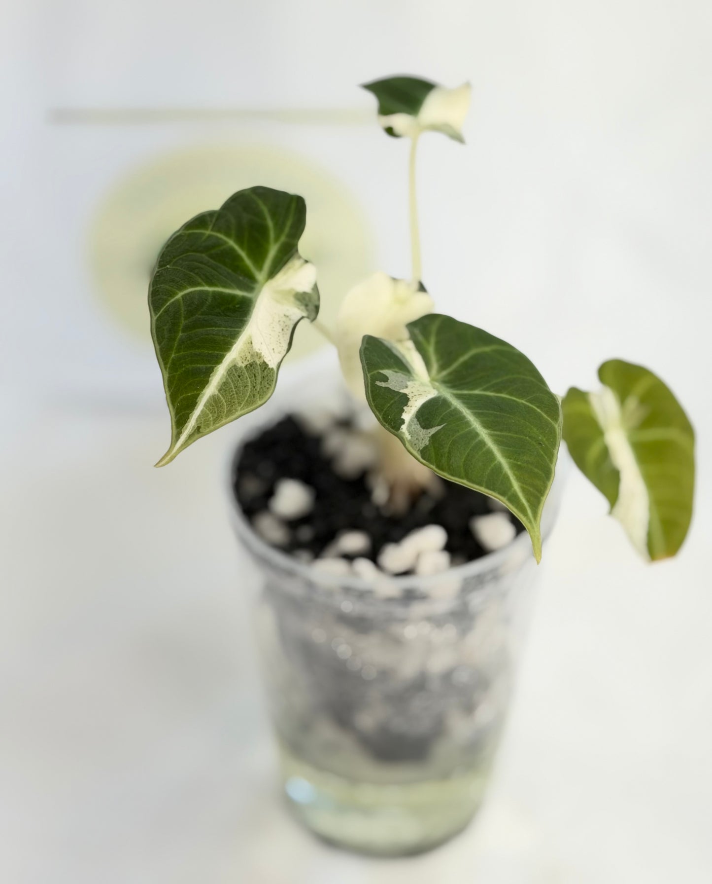 Alocasia  Dalmatian/Snowflake
