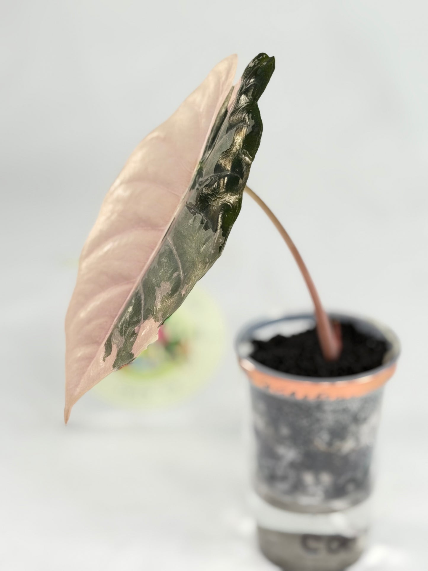 Alocasia Chantrieri Pink
