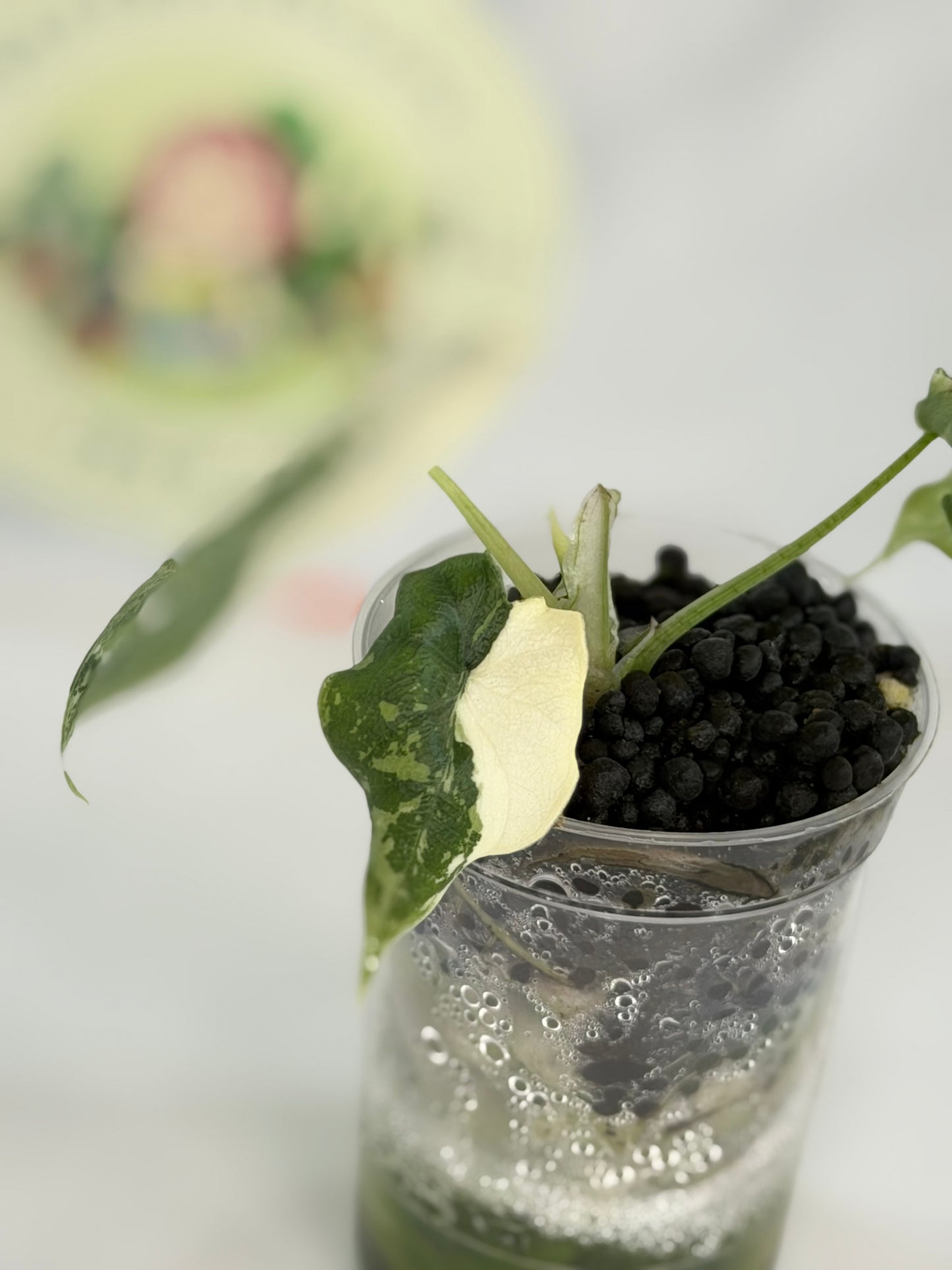 Alocasia Melo Albo #4