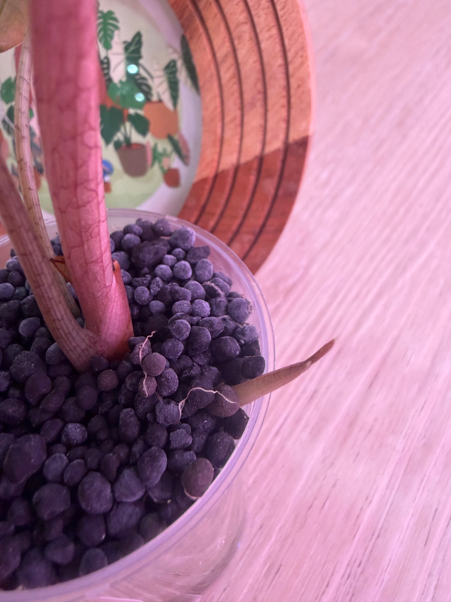 Alocasia Nobilis K version N6