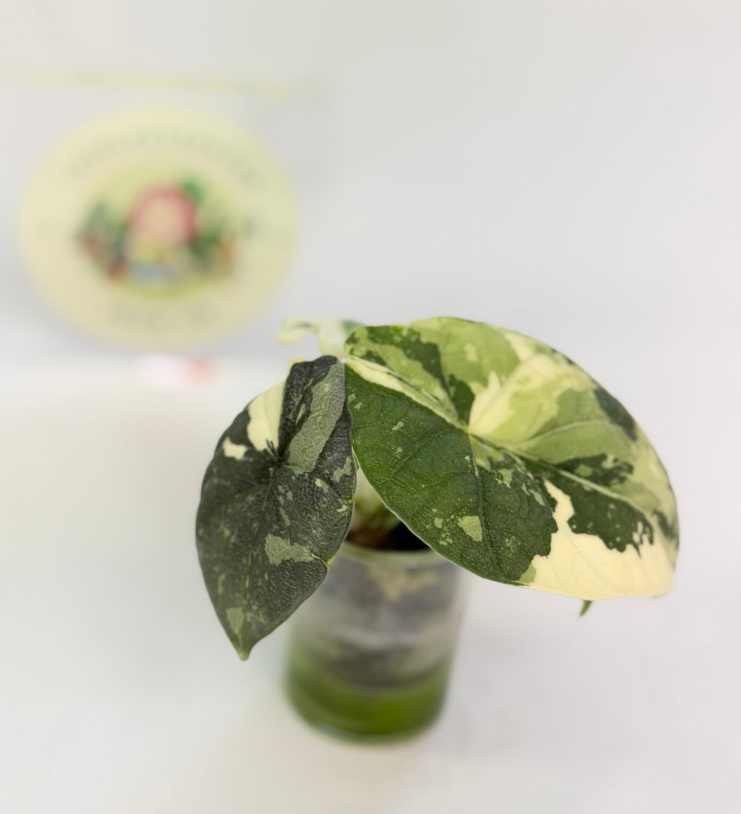 Alocasia Melo Albo B3