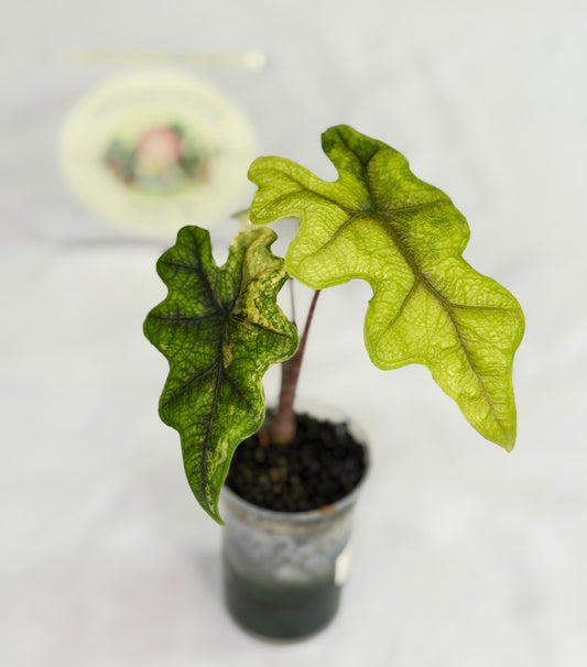 Alocasia Jacklyn Mystic #4