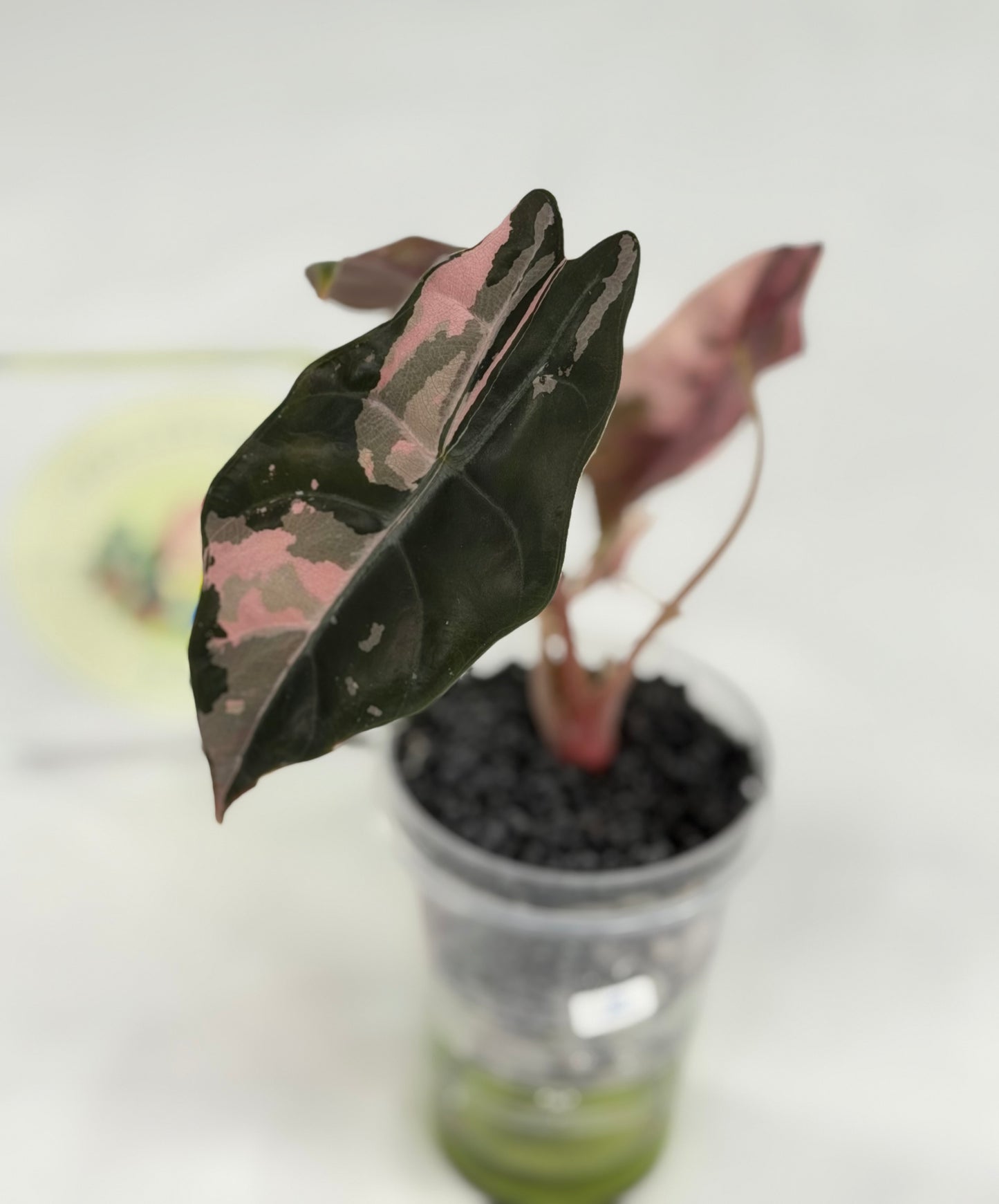 Alocasia Chantrieri #2