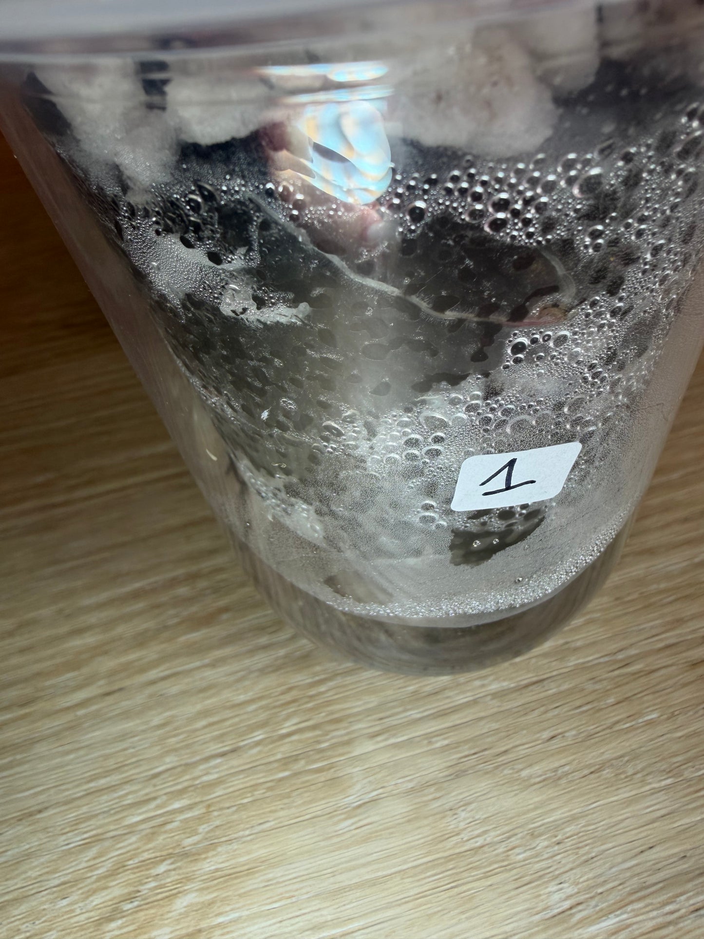 Alocasia Chantrieri Pink N1