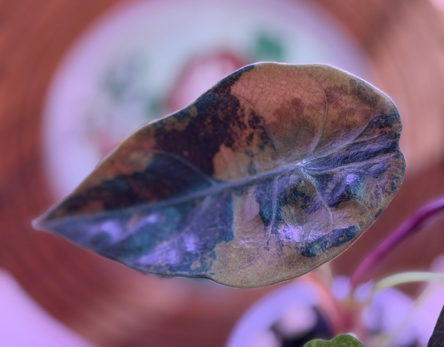 Alocasia Sedenii Aurea A2