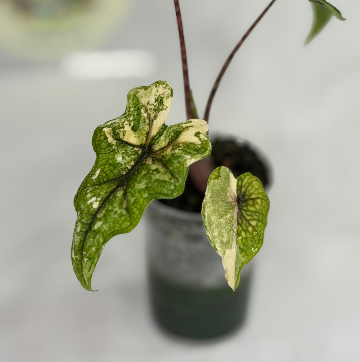 Alocasia Jacklyn Mystic #4