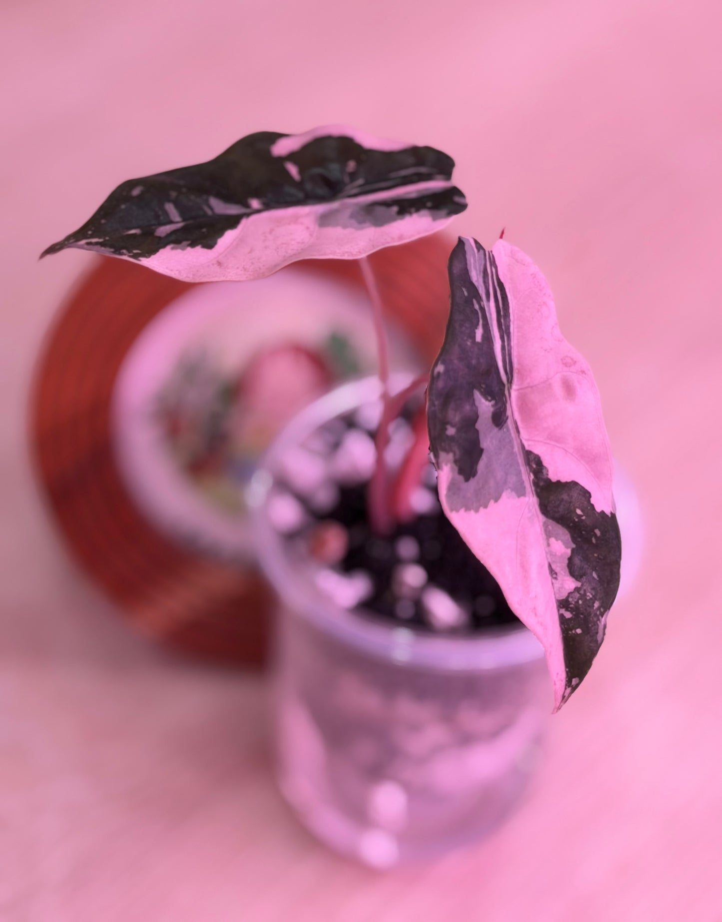 Alocasia Chantrieri Pink