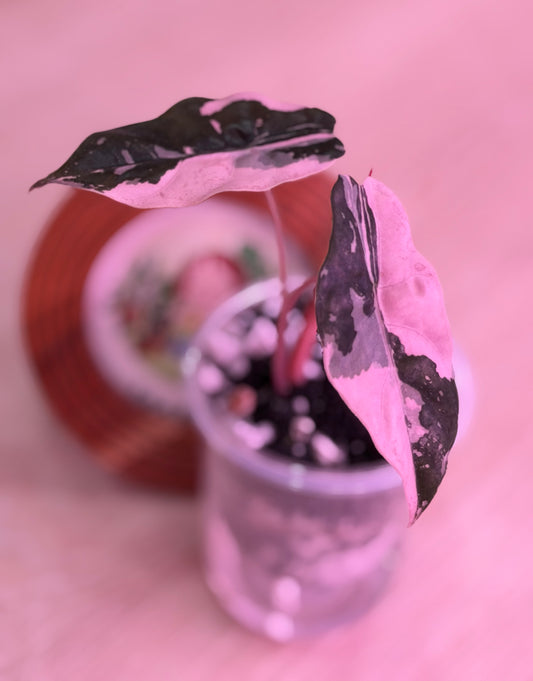 Alocasia Chantrieri Pink