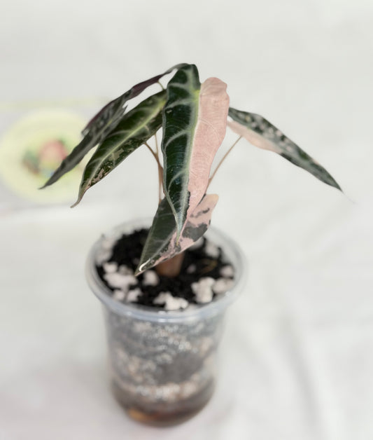 Alocasia Bambino Pink #1
