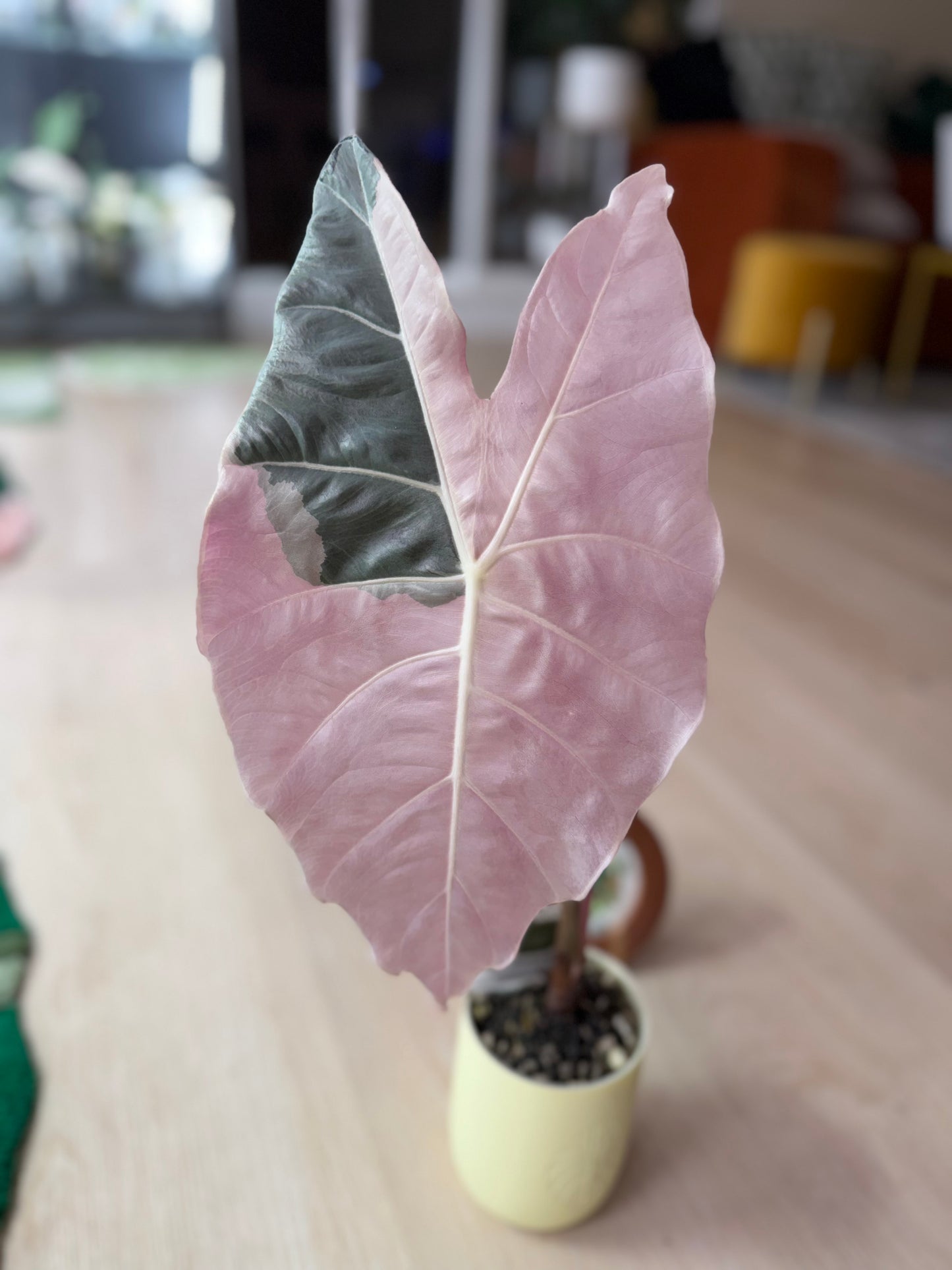 Alocasia Black Satun Pink