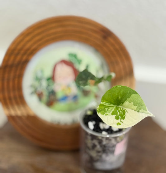 Alocasia Melo Albo