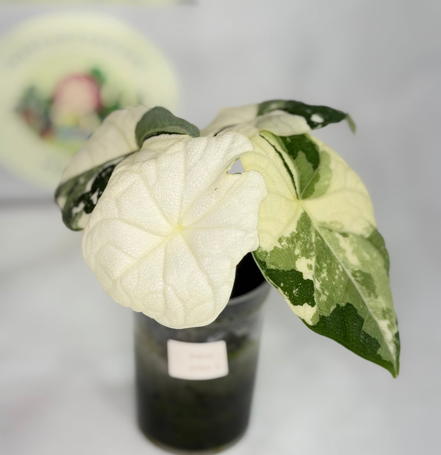 Alocasia Melo Albo #2