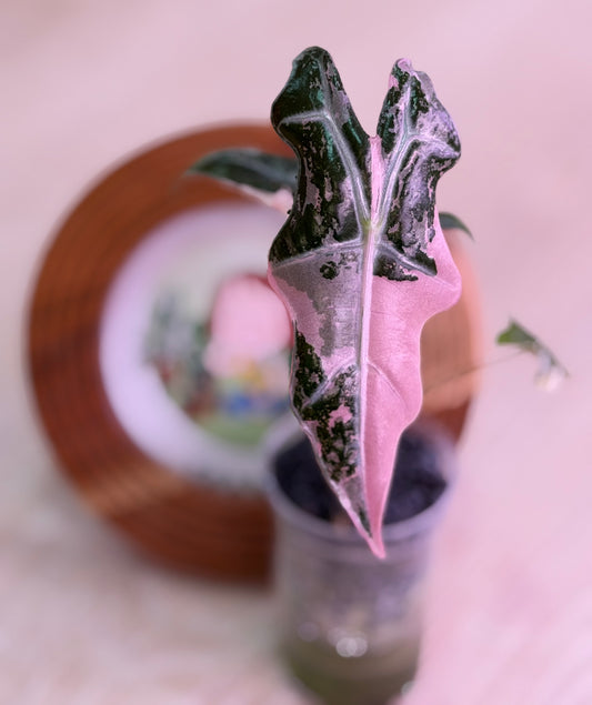 Alocasia Nobilis K version N6