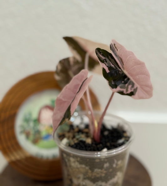 Alocasia Chantrieri Pink