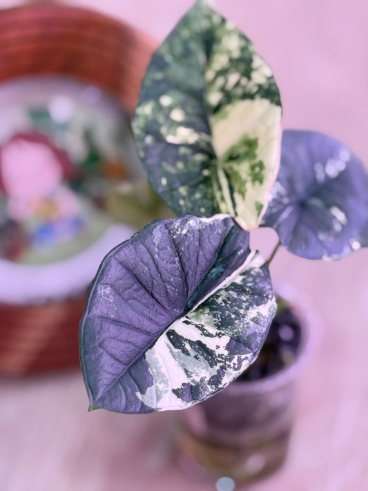 Alocasia Platinum Albo Number 5
