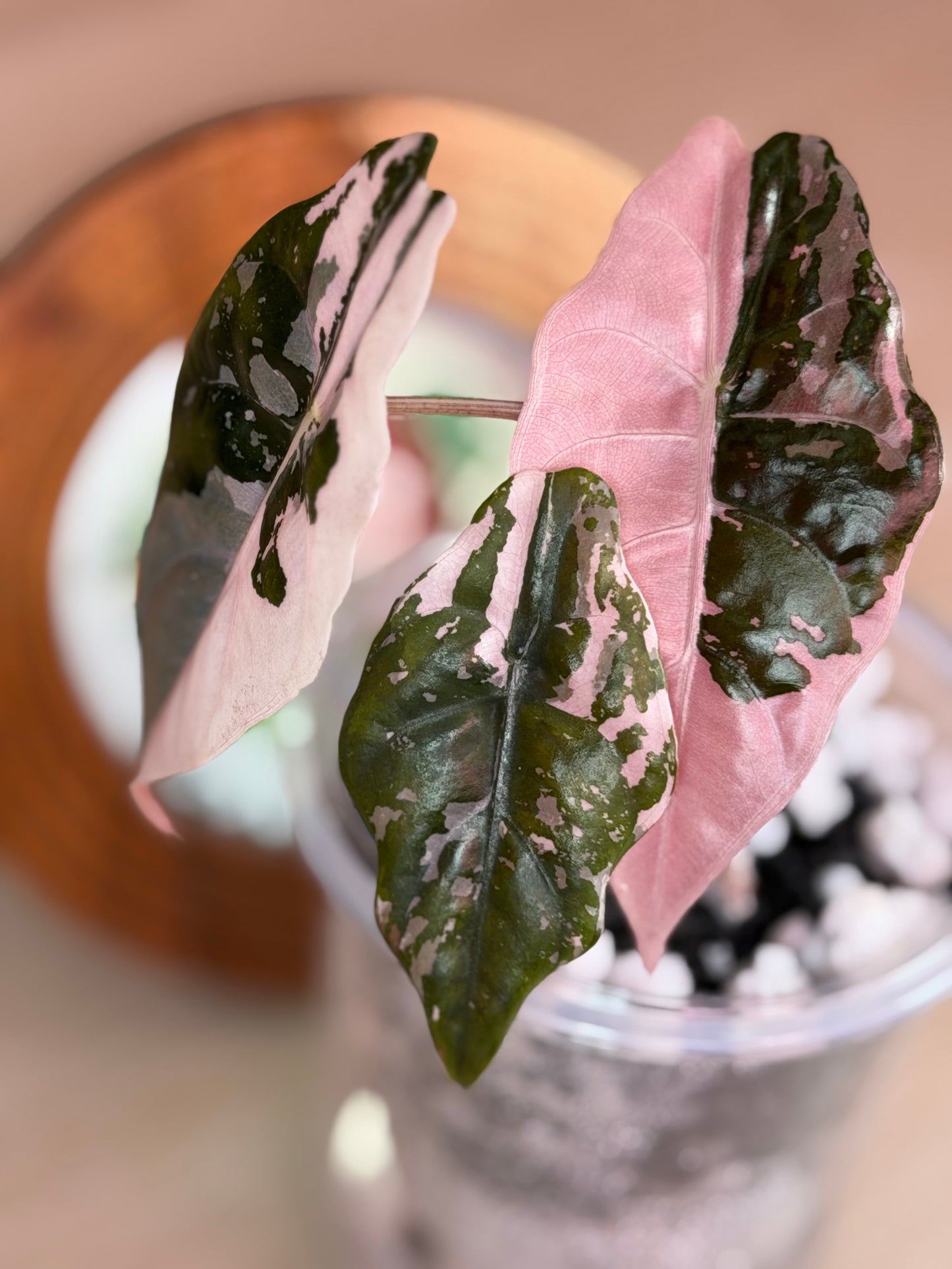 Alocasia Chantrieri Pink N1