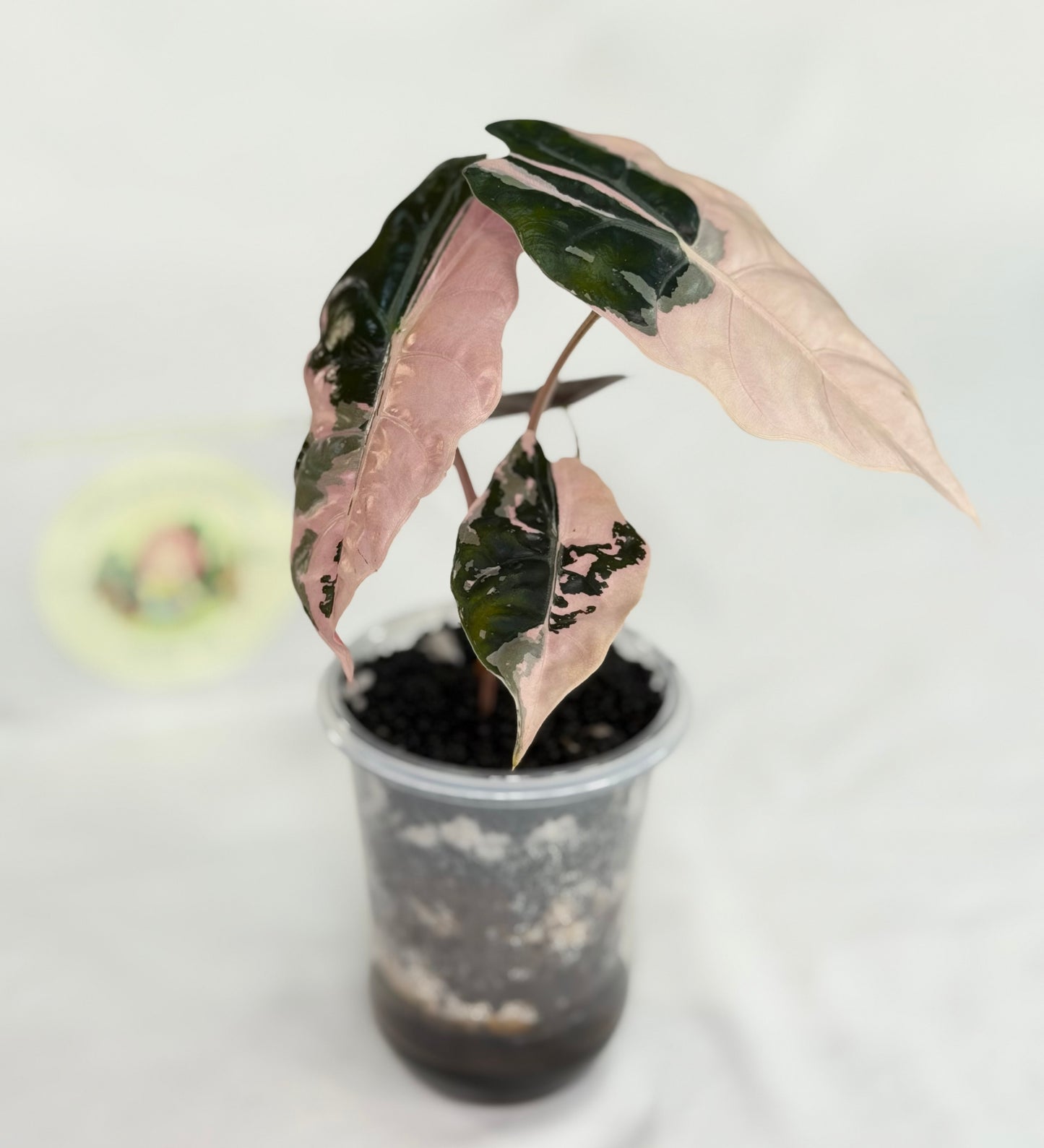 Alocasia Chantrieri Pink