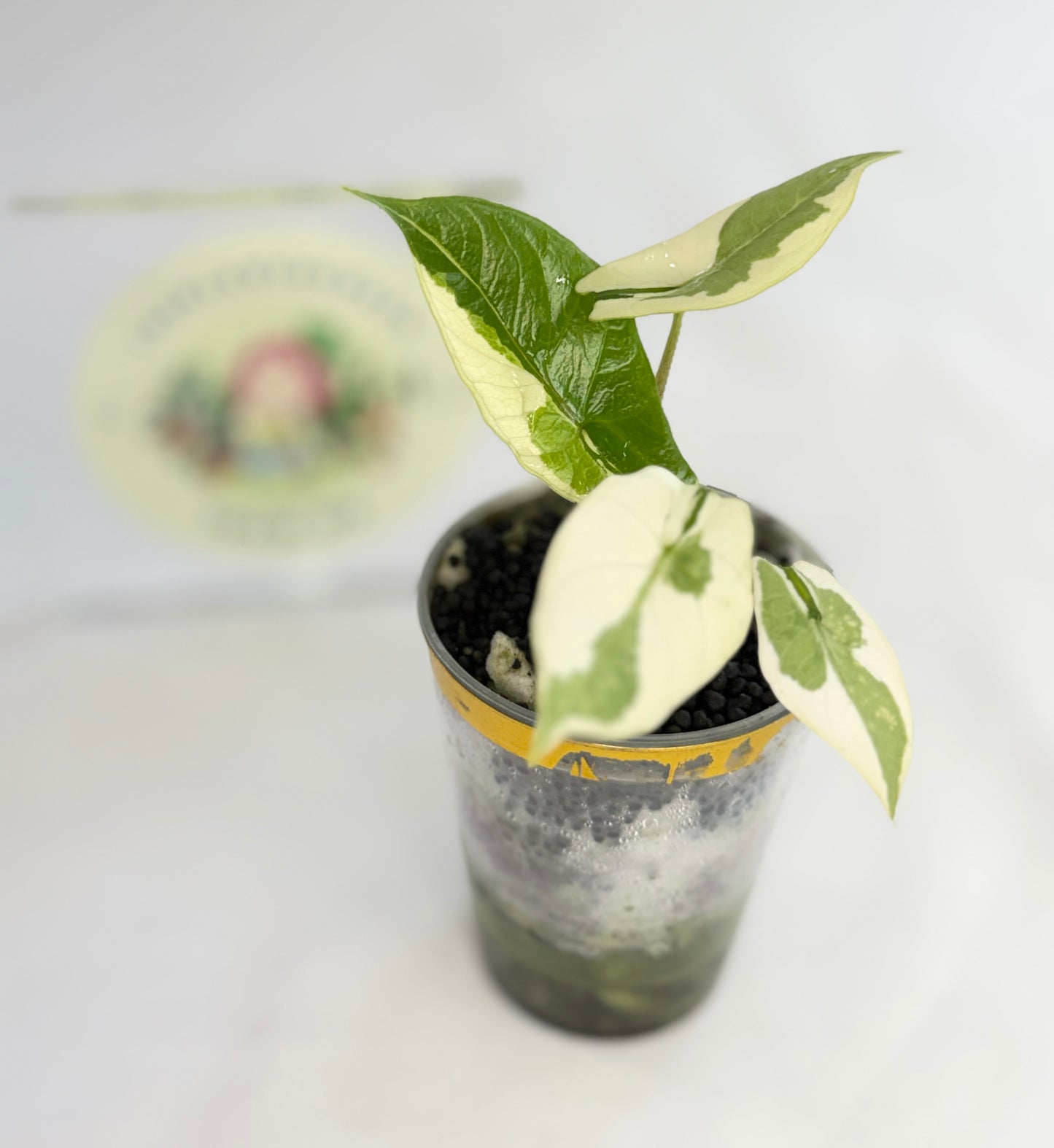 Alocasia Scalprum Lava #2