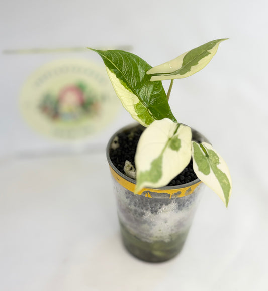 Alocasia Scalprum Lava #2