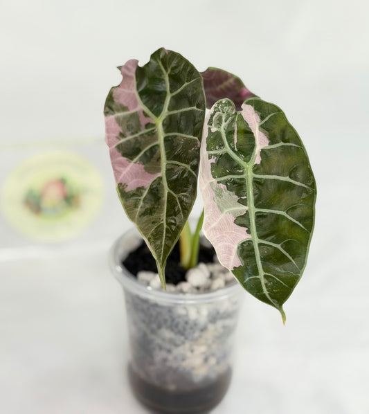 Alocasia Watsoniana Doff True Pink