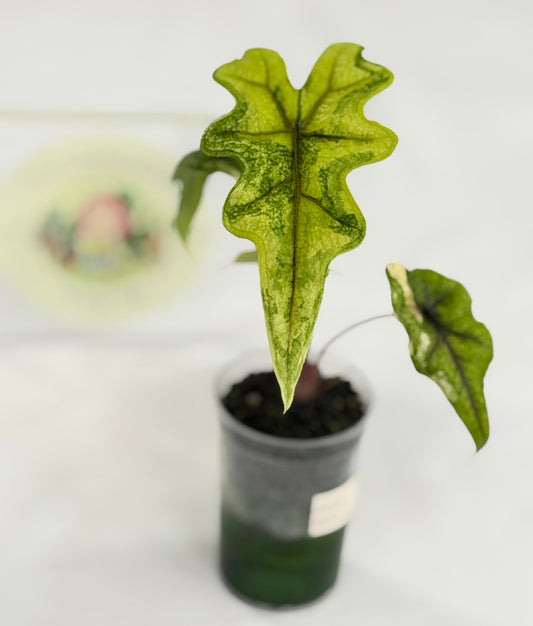 Alocasia Jacklyn Mystic #3
