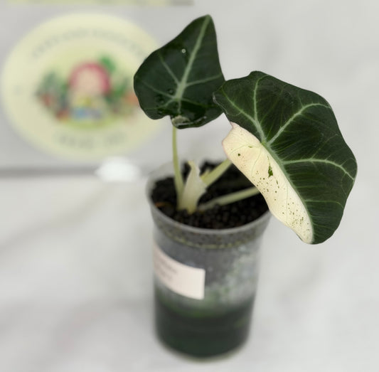 Alocasia Black Velvet Dalmatian/Snowflake #5