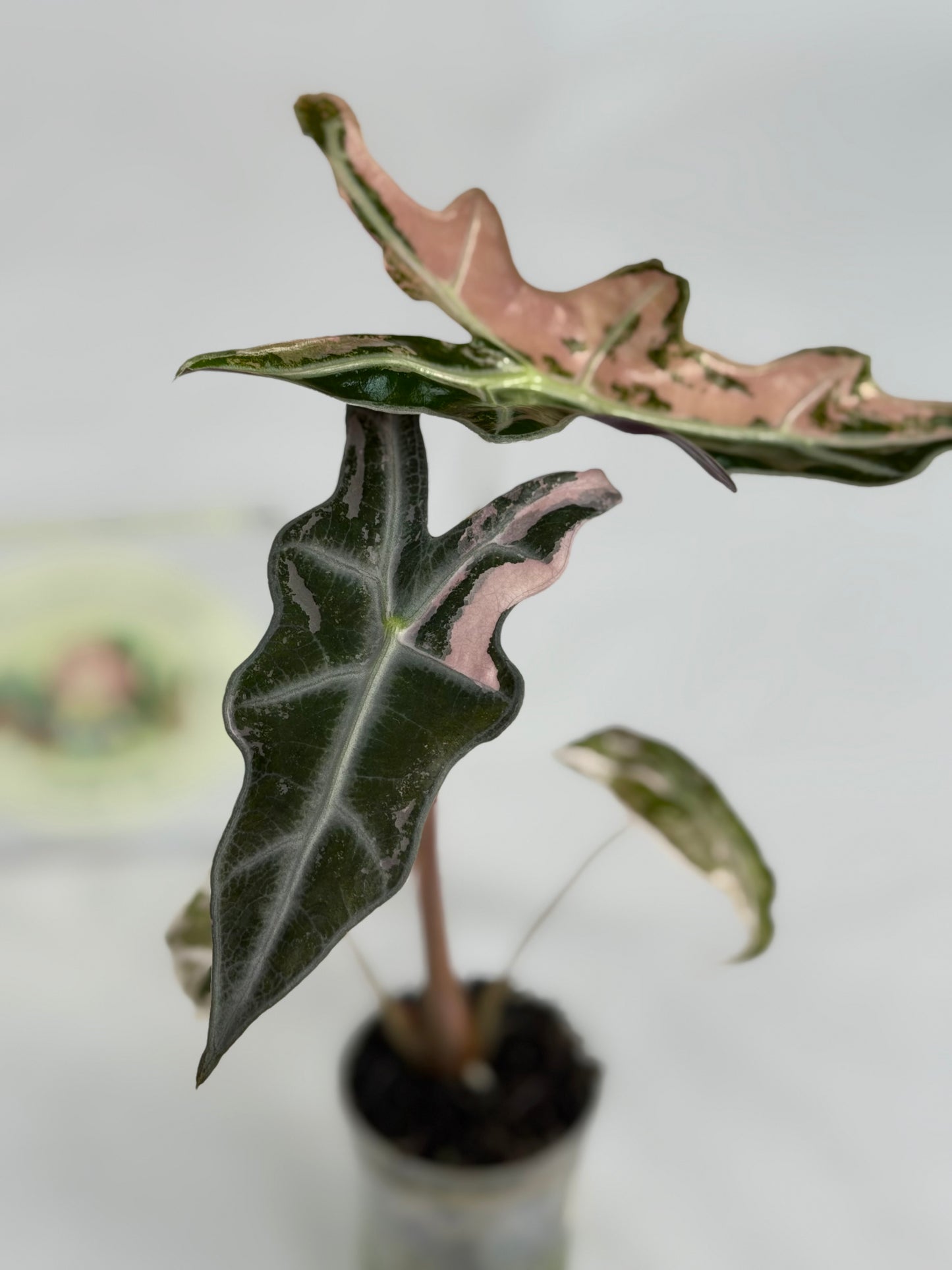Alocasia Nobilis K #6