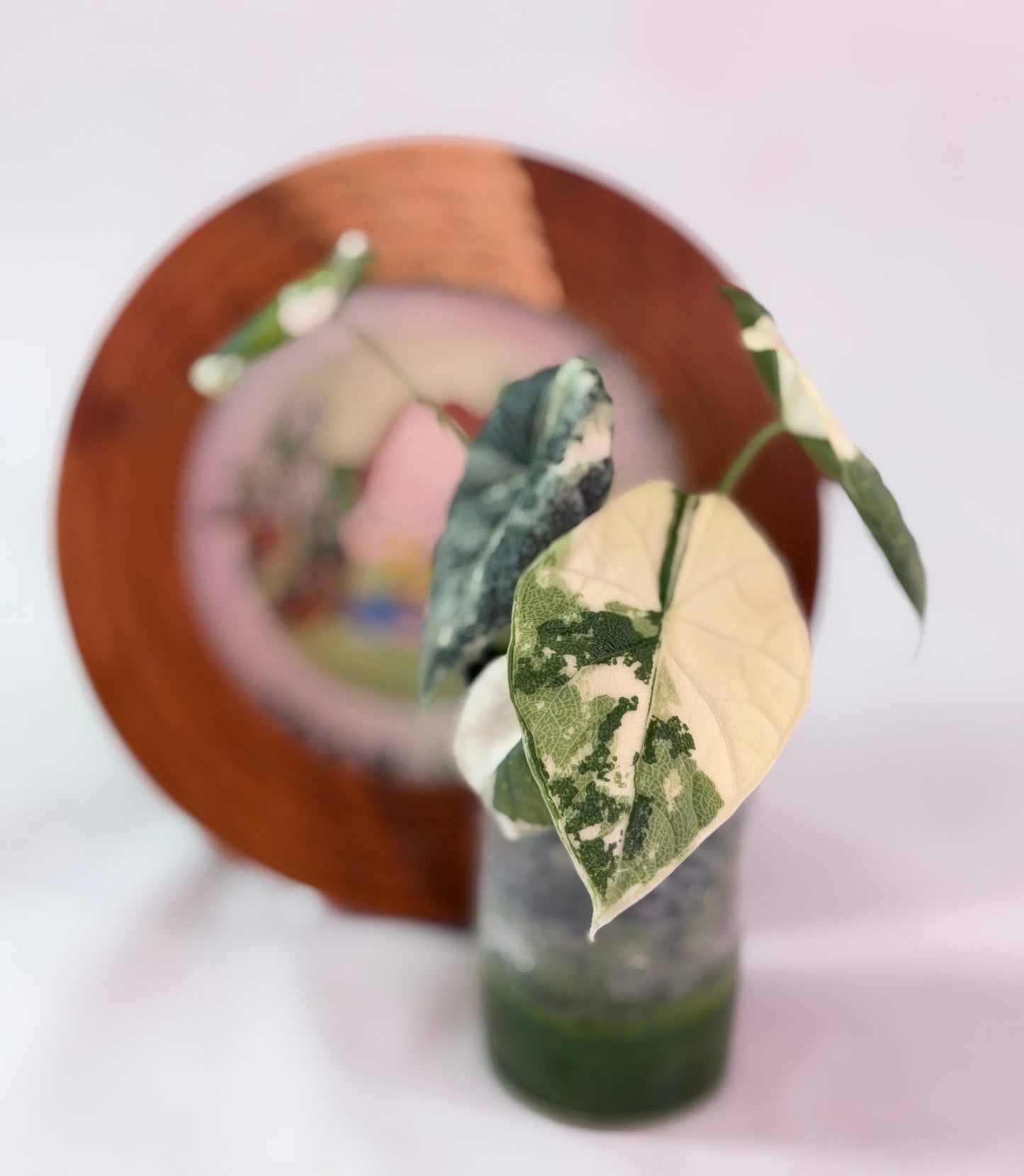 Alocasia Melo Albo C1