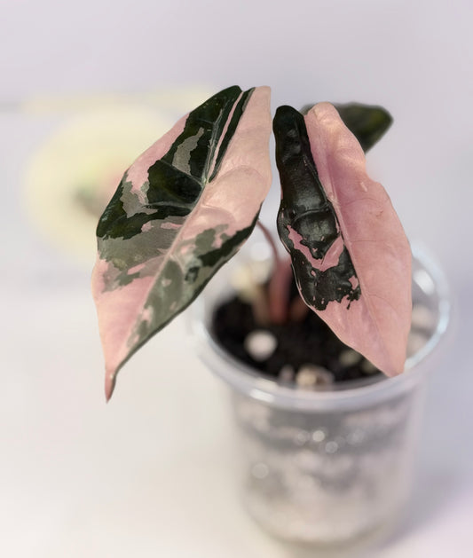 Alocasia Chantrieri Pink