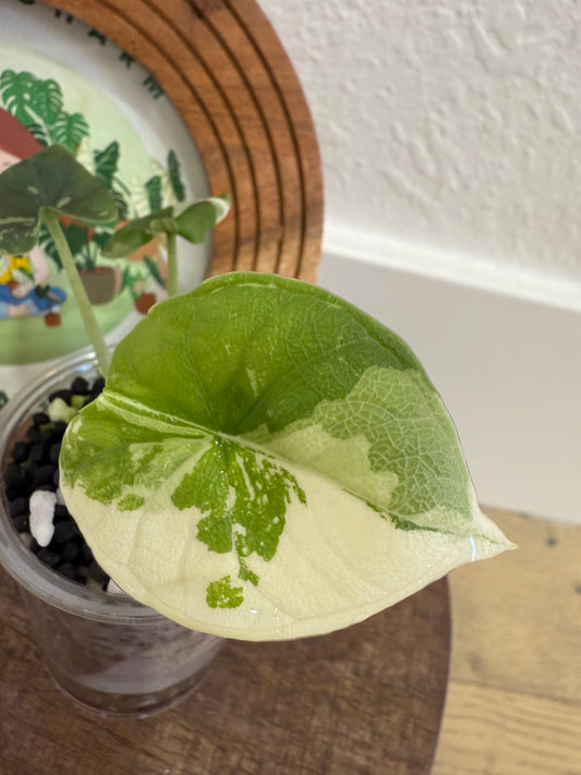 Alocasia Melo Albo
