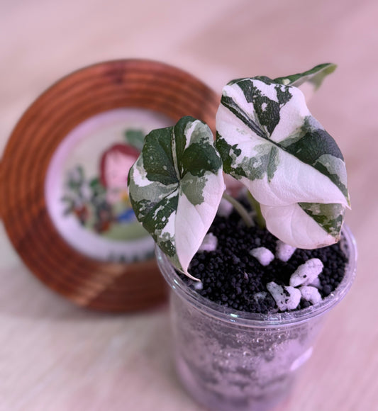 Alocasia Melo Albo Number 2