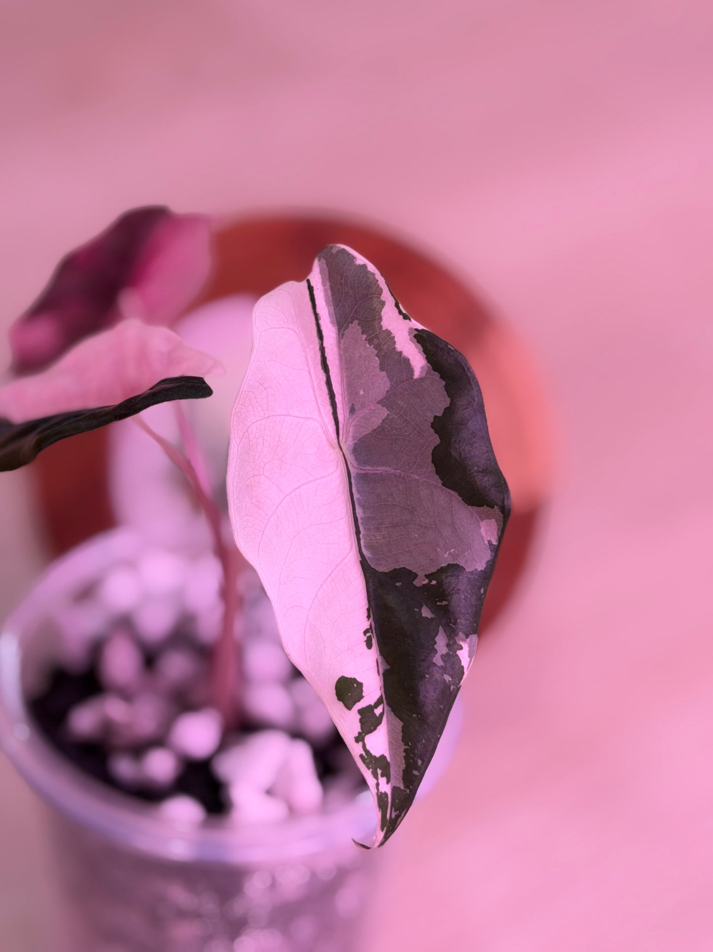 Alocasia Chantrieri Pink