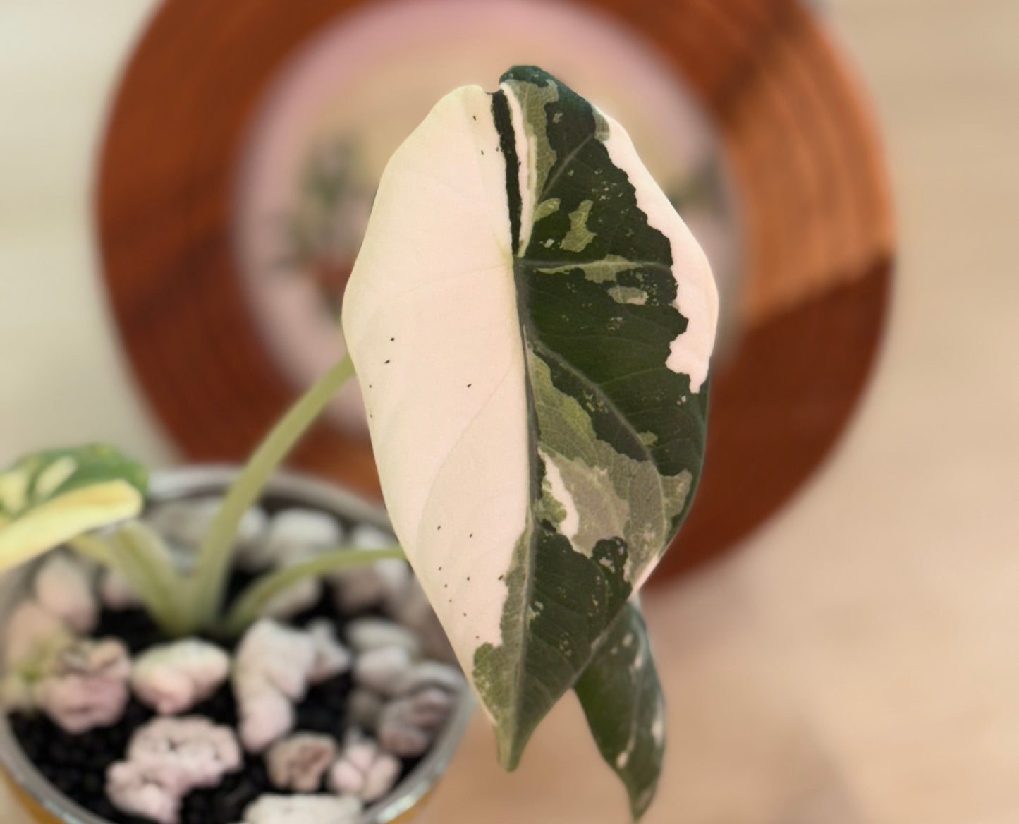 Alocasia Maharanii Albo