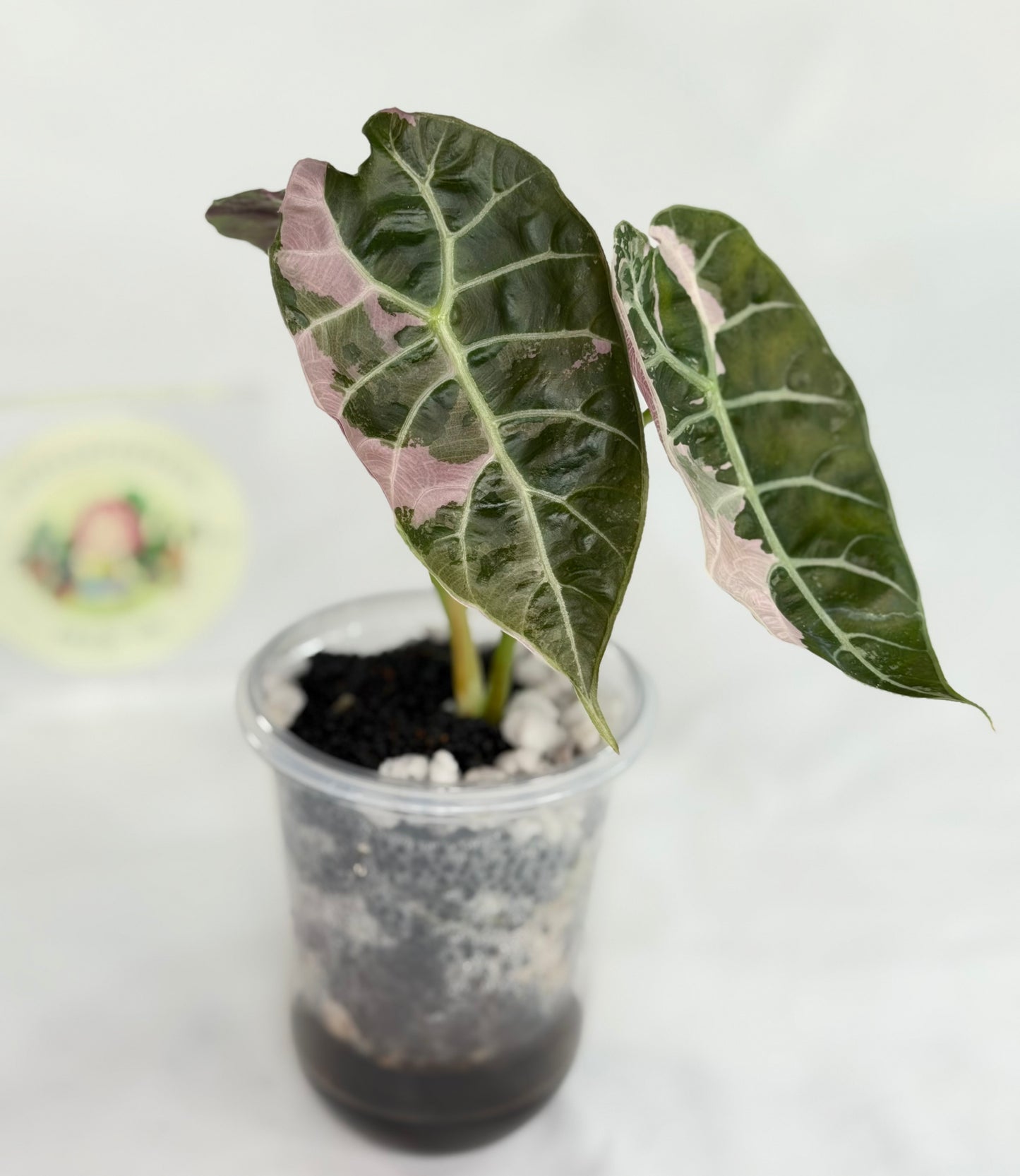 Alocasia Watsoniana Doff True Pink