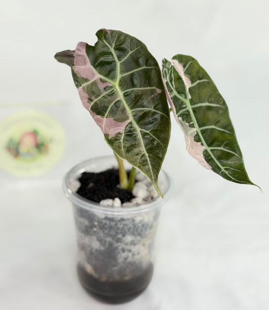 Alocasia Watsoniana Doff True Pink