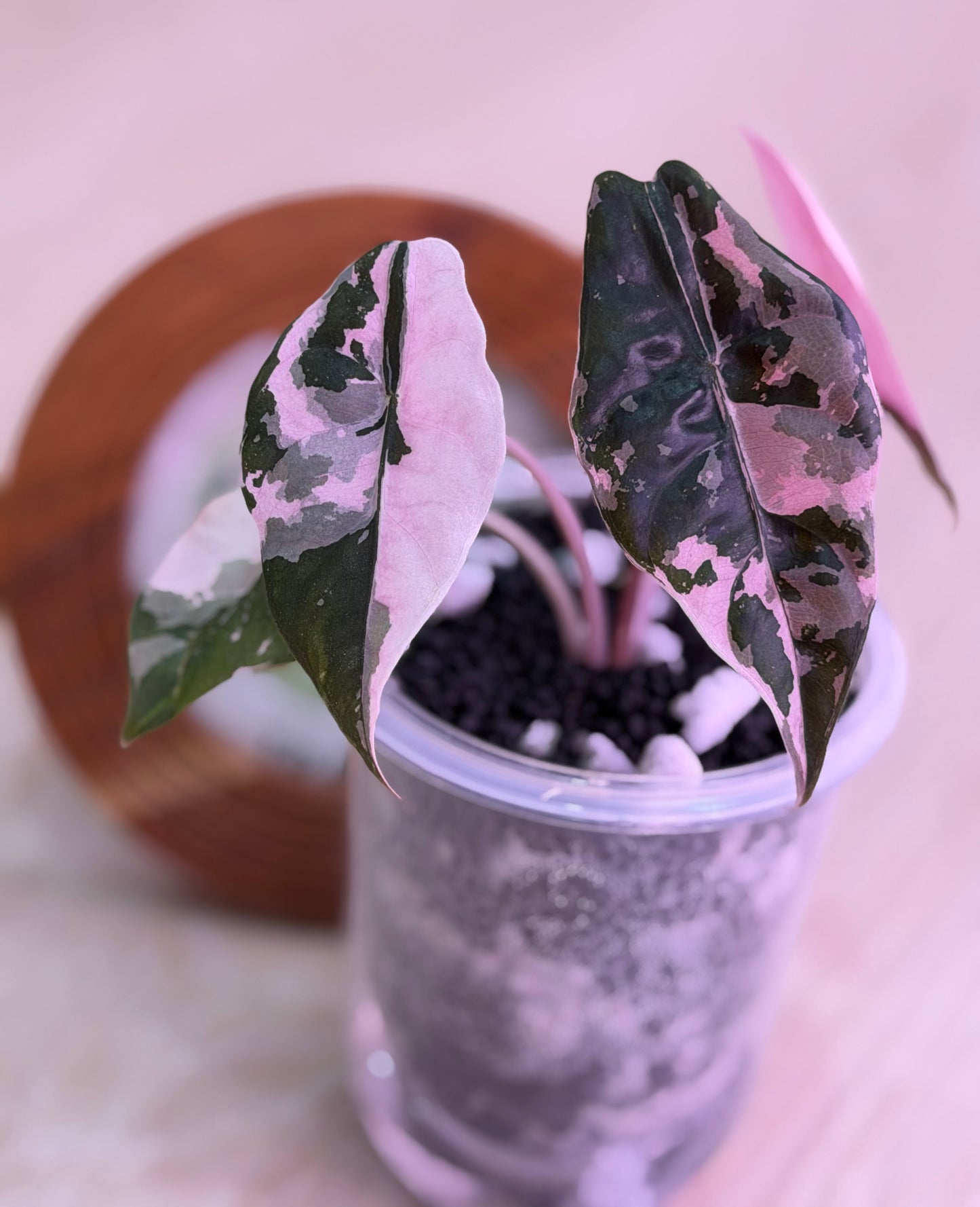 Alocasia Chantrieri Pink
