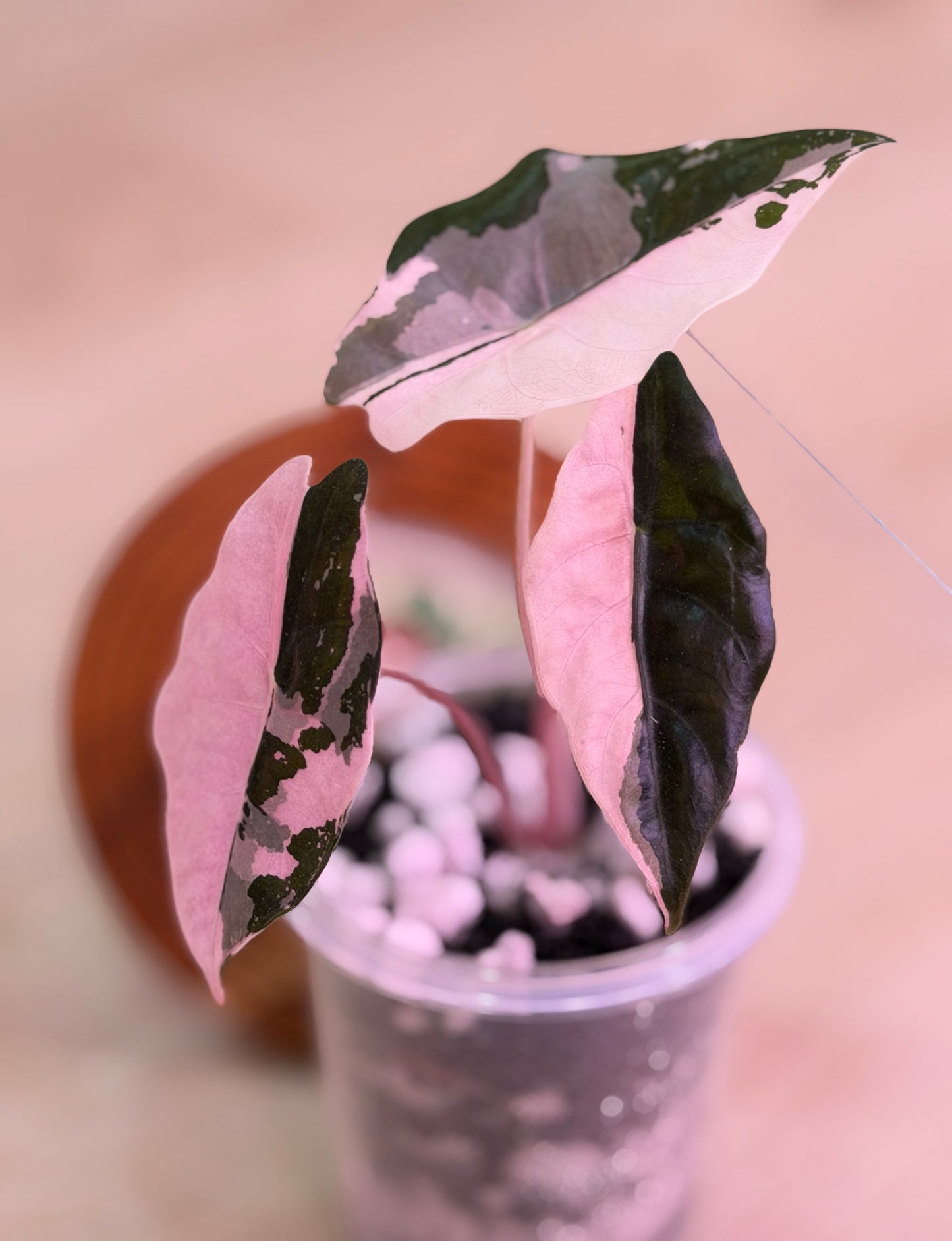 Alocasia Chantrieri Pink