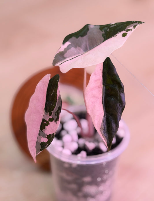 Alocasia Chantrieri Pink