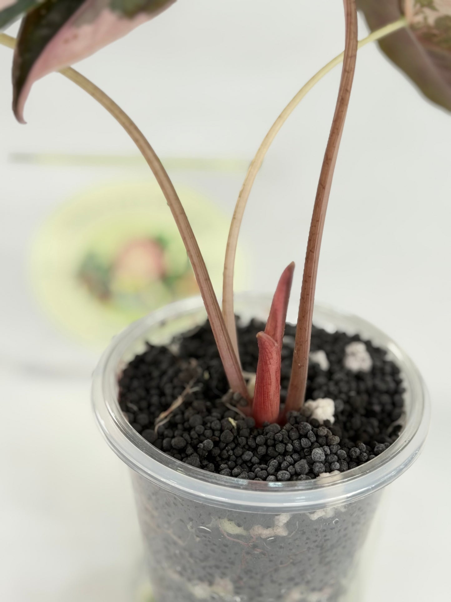 Alocasia Chantrieri Pink