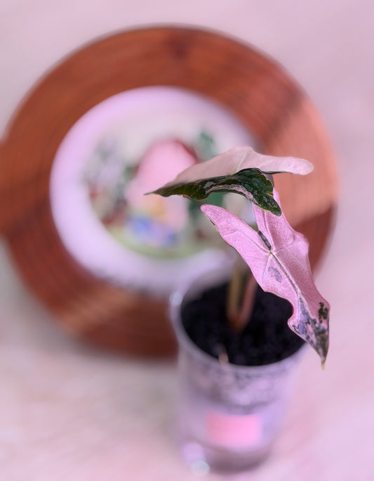 Alocasia Nobilis K Version N10