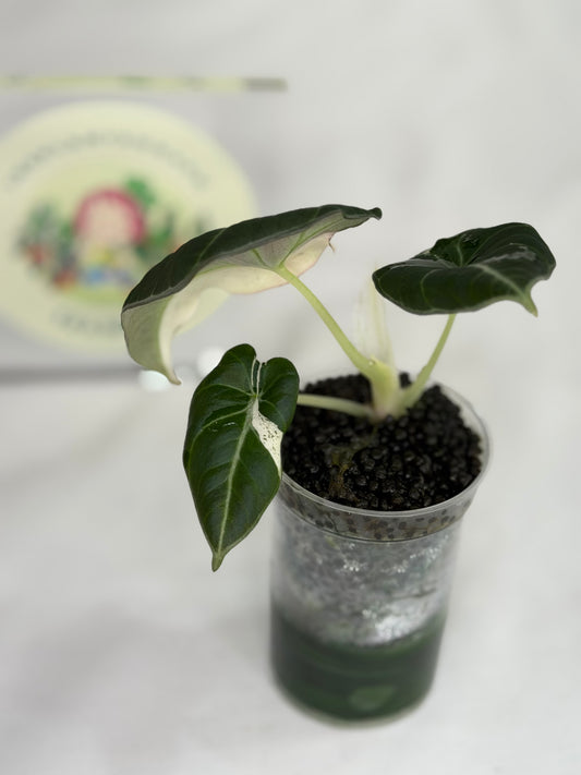 Alocasia Black Velvet Dalmatian/Snowflake #5