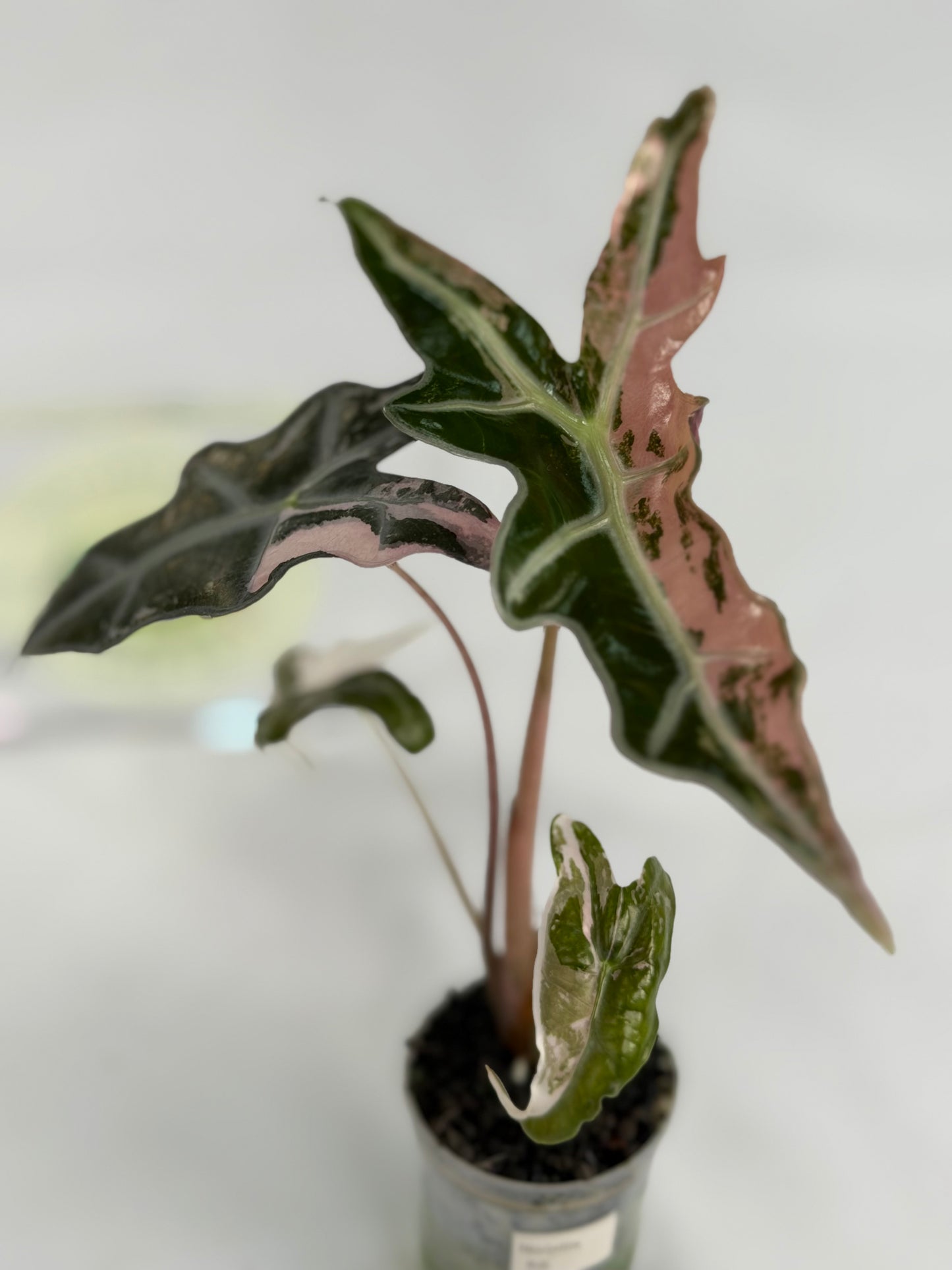 Alocasia Nobilis K #6