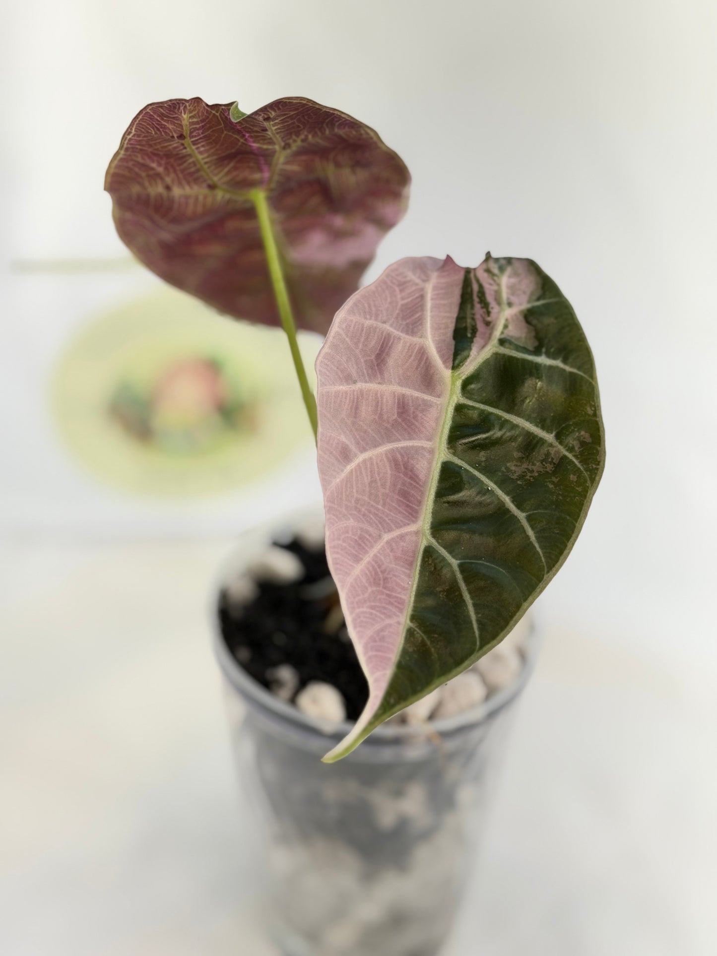 Alocasia Watsoniana True Pink #2