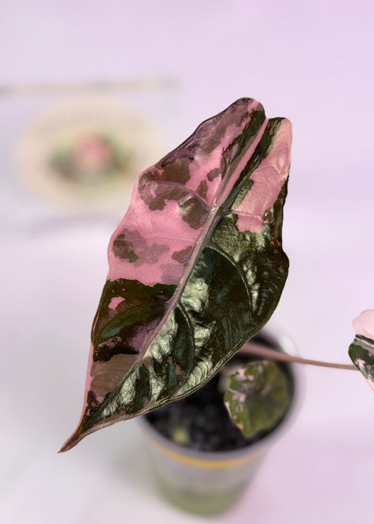 Alocasia Chantrieri Pink