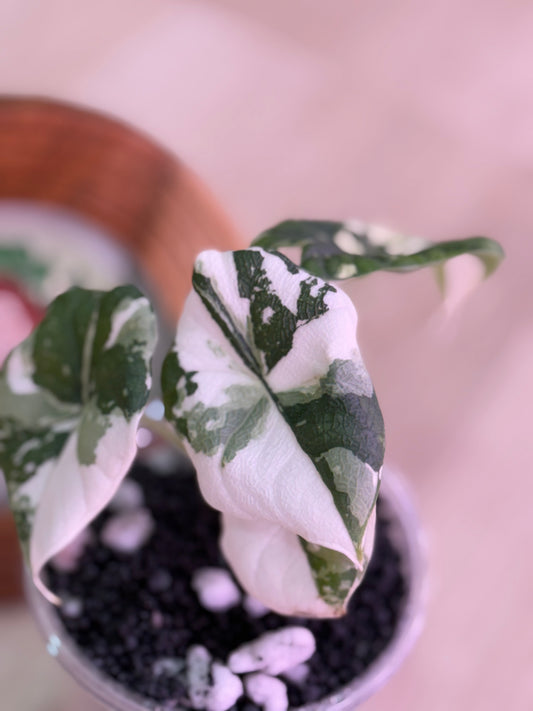 Alocasia Melo Albo Number 2