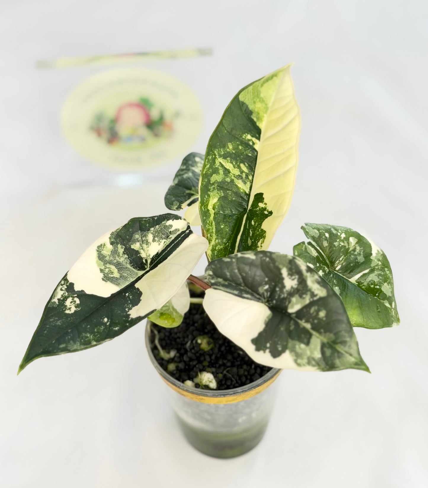 Alocasia Platinum Albo #6