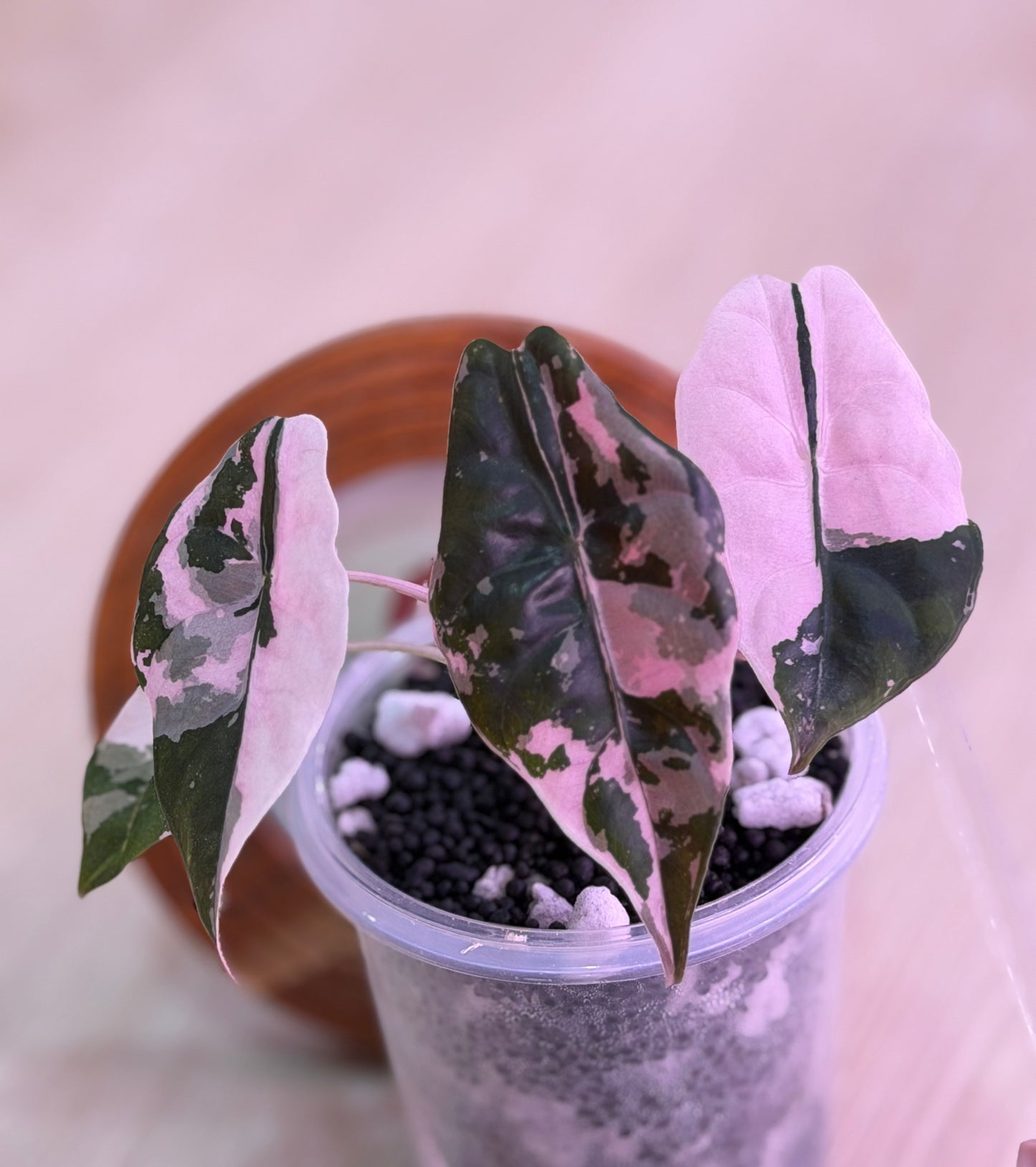 Alocasia Chantrieri Pink