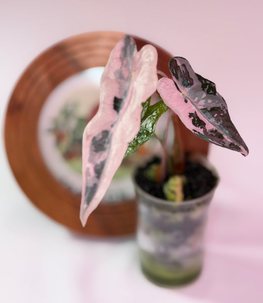 Alocasia Nobilis K - K18