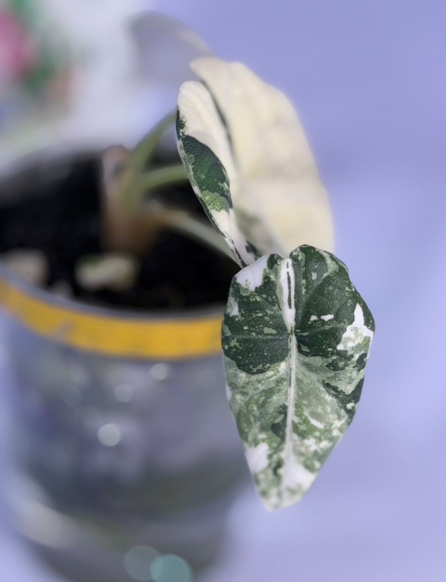 Alocasia Maharanii Albo